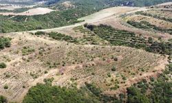 ORMANLARDAN BAL DAMLAYACAK
