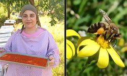 BULDAN'DA POLEN HASADI BAŞLADI