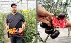SİYAH DOMATES İLGİ ÇEKİYOR