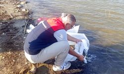 GÖLETLERE BALIK TAKVİYESİ