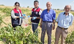 BEKİLLİ BAĞLARINDA HASAT ÖNCESİ MESAİ