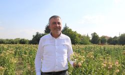 ÇİVRİL ELMA BAHÇELERİ TÜTÜN TARLASI OLDU