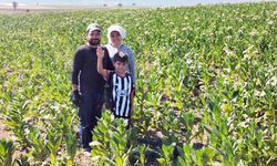 TÜTÜN TARLASI HAYAT ARKADAŞI YAPTI