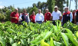 KALE BİBERİNDE SEVİNDİREN HASAT