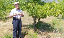HÜNNAPTA HASAT DÖNEMİ