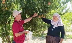 ŞEFTALİDE KALINTI AVI