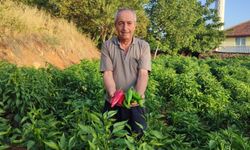 BEYAĞAÇ ATEŞİNİN TARLADAN SOFRAYA YOLCULUĞU BAŞLADI