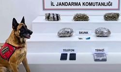 BÜYÜK ZEHİR OPERASYONU