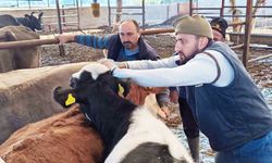 BÜYÜKBAŞ HAYVANLARDA “ŞAP”A KARŞI MÜCADELE