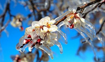 ZİRAİ DON ÇİFTÇİYİ VURABİLİR