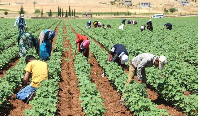 TARLADA ÇALIŞMANIN KARŞILIĞI: KADINLARA 741  ERKEKLERE 1.079 TL