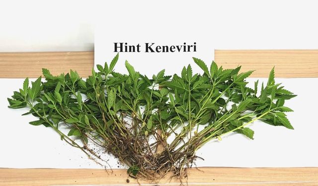 SEBZE GİBİ KENEVİR YETİŞTİRMİŞ