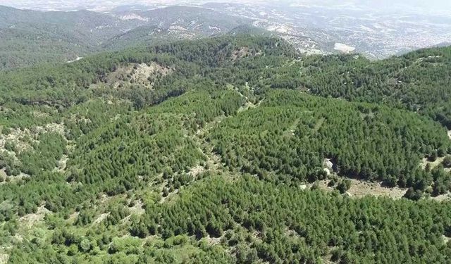 ORMANLARA GİRİŞ YASAK