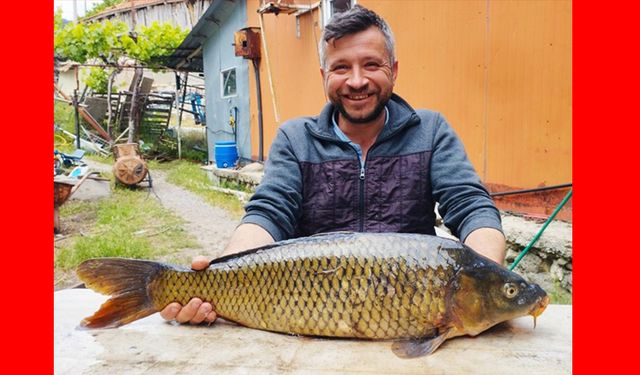TARLADA 7 KİLOLUK SAZAN