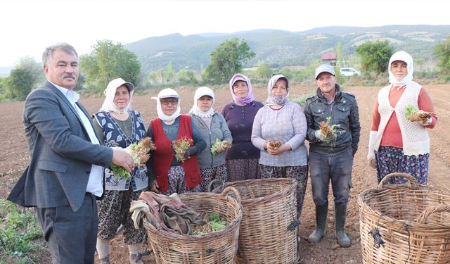 TÜTÜN YEVMİYESİ 1.500 LİRA OLDU