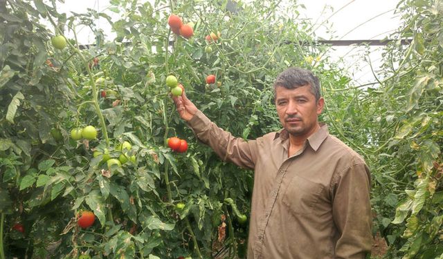 DOMATES ÜRETİCİNİN YÜZÜNÜ GÜLDÜRDÜ