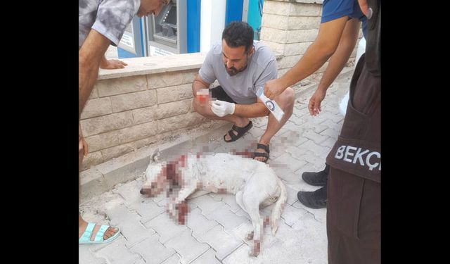 HAMİLE KÖPEĞE TÜFEKLE SALDIRI