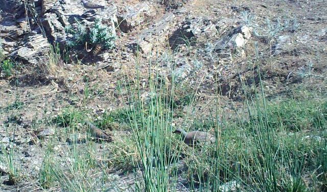 YABAN HAYATI FOTOKAPANA YAKALANDI