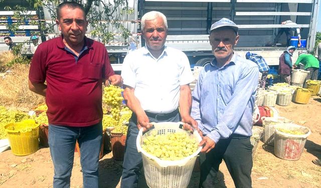 BULDAN’DA ÜZÜM HASADI BAŞLADI