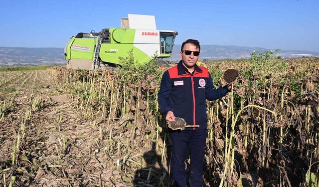 AYÇİÇEĞİ HASADI BAŞLADI