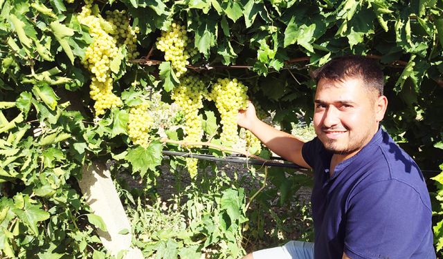 ÇAL’DA ÜZÜM HASADI BAŞLADI