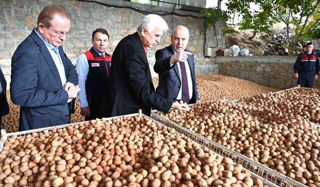 CEVİZDE HASAT BAŞLADI