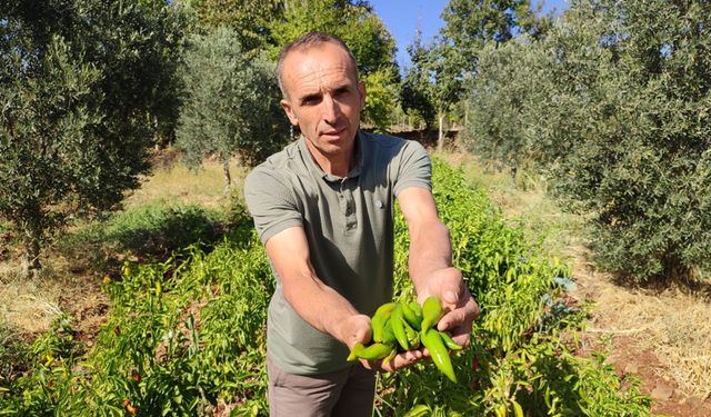 KAYACA BİBERİNDE HASAT SONA ERDİ