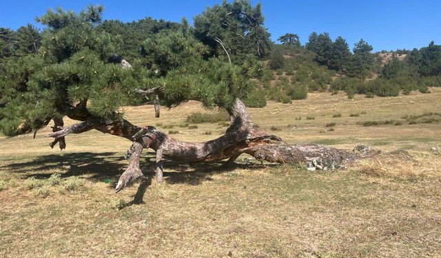 YILLARA MEYDAN OKUYOR