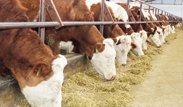 ÇAL’DA ŞAP KARANTİNASI