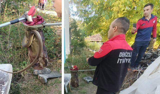 EVDE YILAN PANİĞİ