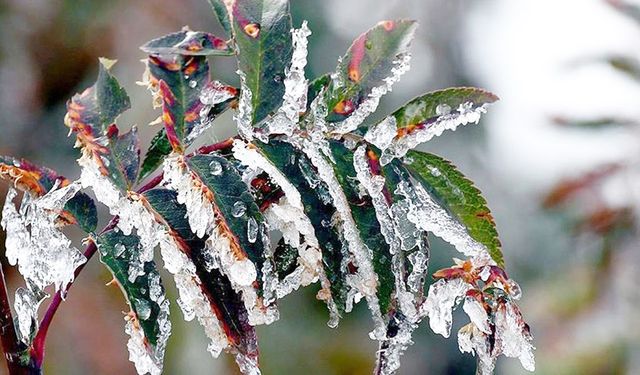 DONDAN ETKİLENEN ÜRETİCİYE ÖDEMELER BAŞLADI