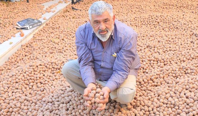 CEVİZDE FRANSA’DAN ÇOK KAZANIYORUM