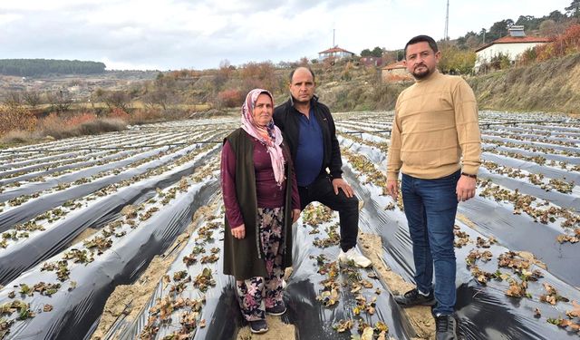 ÇİLEK MESAİSİ BAŞLADI