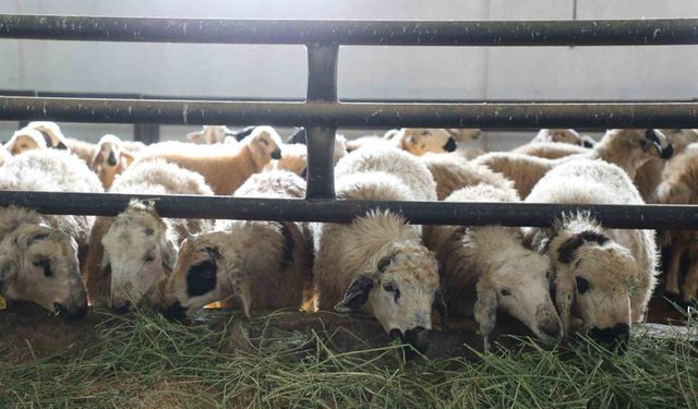 5.2 MİLYON LİRALİK DESTEK HESAPLARA AKTARILDI