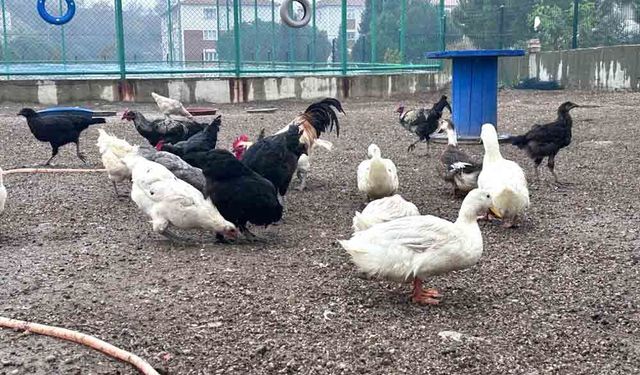 MİNİKLERE HAYVAN SEVGİSİ AŞILANACAK