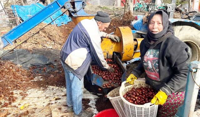 ALANDIZ KESTANESİ'NİN SOFRALARA YOLCULUĞU BAŞLADI