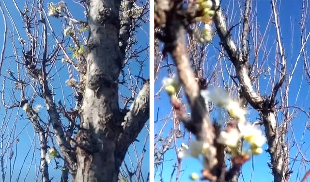 ÇİVRİL’DE ERİK ÇİÇEK AÇTI