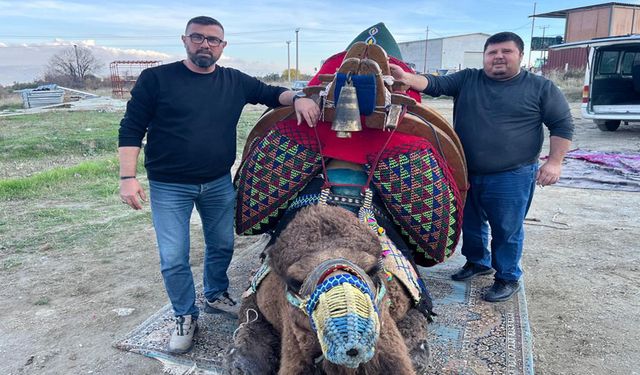 ŞAMPİYON DEVENİN HAVUDU TAKILDI