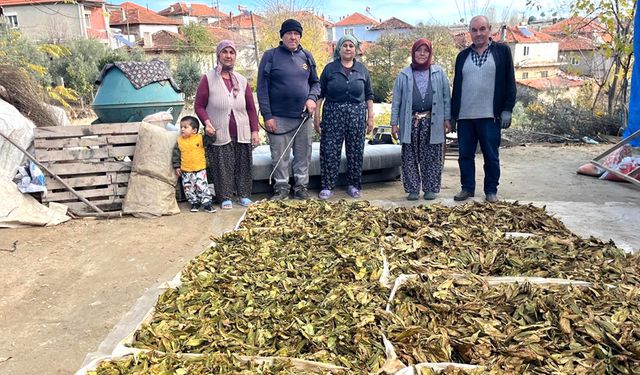 TÜTÜNLER SATIŞA HAZIRLANIYOR