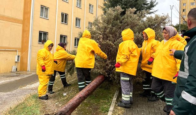 FIRTINANIN İZLERİ SİLİNDİ