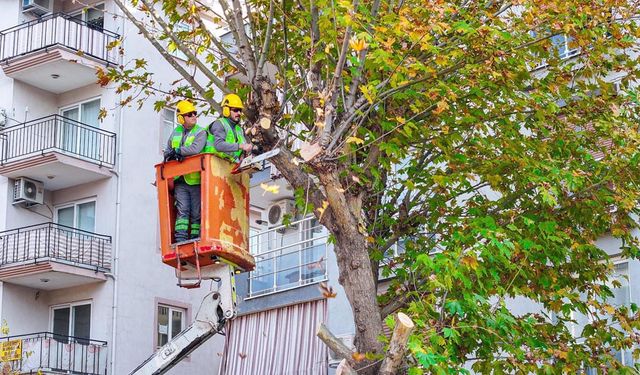 BUDANAN AĞAÇLAR YUVALARI ISITIYOR