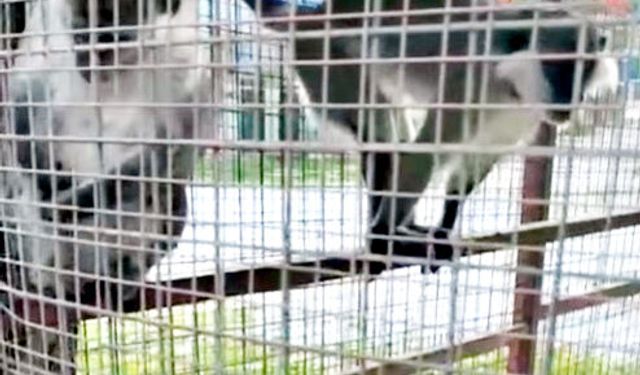 3 ÖRÜMCEK MAYMUNU KORUMA ALTINA ALINDI