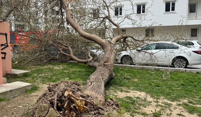 FIRTINA VURDU GEÇTİ