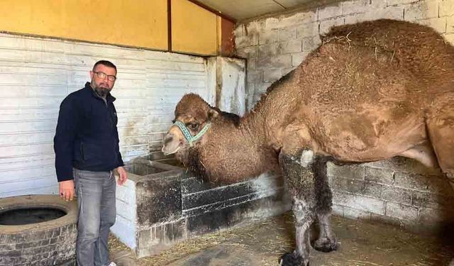 ŞAP HASTALIĞI DEVE GÜREŞLERİNİ DE VURDU