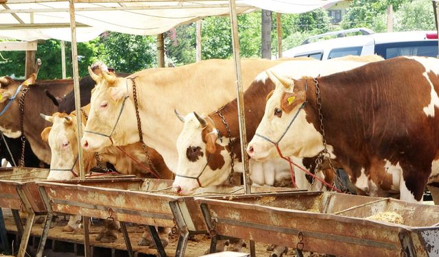 BULDAN'DA KARANTİNA KALDIRILDI