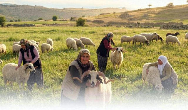 BEREKETLİ SÜRÜLER SAHİPLERİNİ BULUYOR