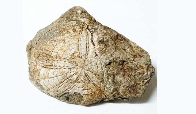 BAKLAN’DA DENİZ YILDIZI FOSİLİ