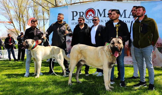 PATİLİ DOSTLARDAN NEFES KESEN GÖSTERİ