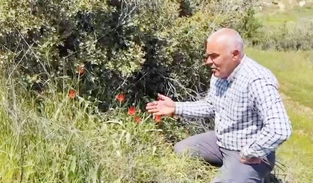 BULDAN’DA ANEMON LALESİ SEVİNCİ