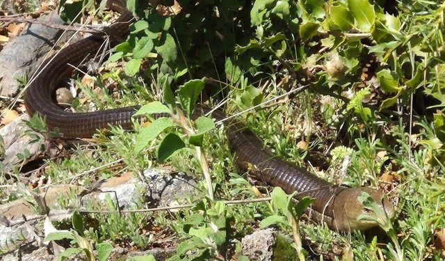DEMİR YILAN BOZKURT’TA GÖRÜLDÜ